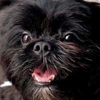 duquetzu