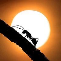 suara asli - Kajiyee