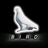 birds_b_f
