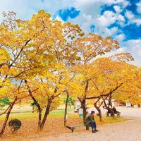 オリジナル楽曲 - いなかびと