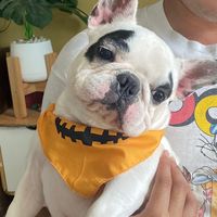 tangtangthecutedog