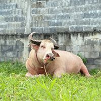 trex_samui