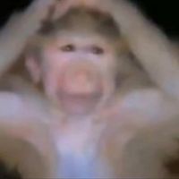 IDGAF without zesty Drake