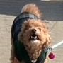 きゅんです莉犬くんver