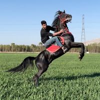 zaher.araji