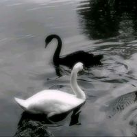 zelanay_7