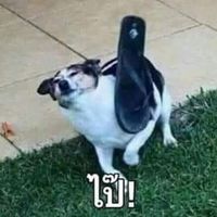 lifezok