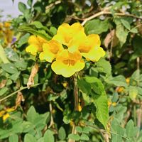 မူရင်းအသံ - ပအိုဝ်ႏ ကောင်လေး🇬🇲🇬🇲💝🤟⭐