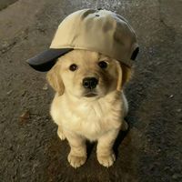 pimpattra__tor