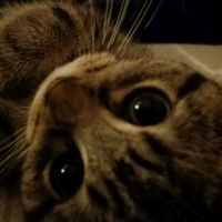 original sound - ☁︎bOtᴀn🫶🏻