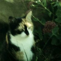 muhamet.memos