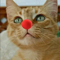 original sound - ihdraco