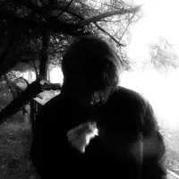 original sound - yzwlk