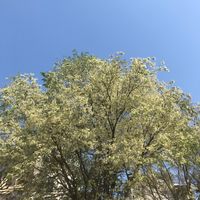 nhạc nền - Huyền Trang