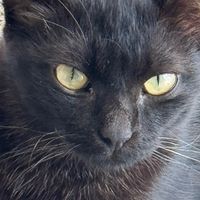 เสียงต้นฉบับ - แมวตัวผู้