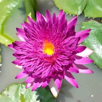 សំឡេងដើម - Ah Vy