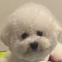 original sound - jkt48.oline