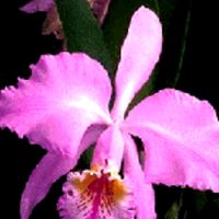 katta_48
