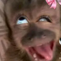 original sound - syaifa801