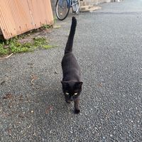 オリジナル楽曲 - Adam’s Apple