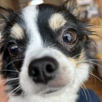 matochan_chihuahua