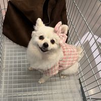 nalita.pet