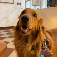 original sound - nala.thegoldenfrog
