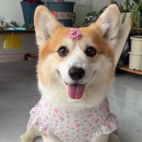 corgitutu