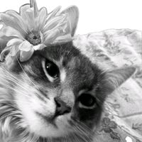 សំឡេងដើម - kenzi𑁍🇰🇭🐧