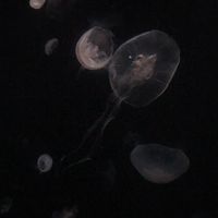 オリジナルソング