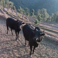 dhading.hero3