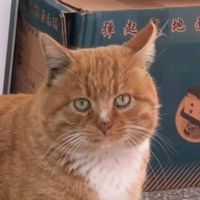 original sound - A MEOW 🐱