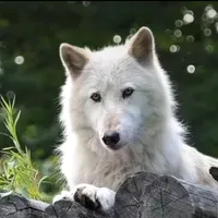 original sound - loboguerrero2303