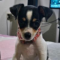 soy.mickey.elpinscher