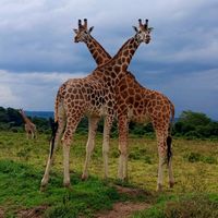 biwott760