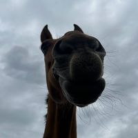 ju_.caratan2