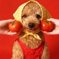 nhạc nền - 𑁍︎ Tiểu Na 𑁍︎