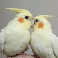 eden.of.birds786