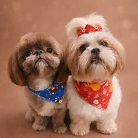 original sound - shihtzu.luckyelana