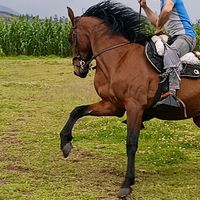 pasionporloscaballos05