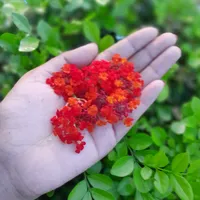 original sound - monpakhimon57