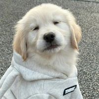 original sound - 北极物禹✨