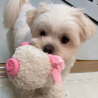 オリジナル楽曲 - TOPの動画いいねください❣️