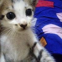 suara asli - Pakriooox_id