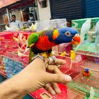 aniksbirdsbd