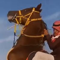 الصوت الأصلي
