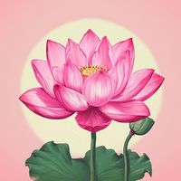 pinklotus26