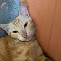 suara asli - Ras