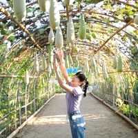 เสียงต้นฉบับ - Areerat Somwan