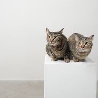 fu.rin.cat